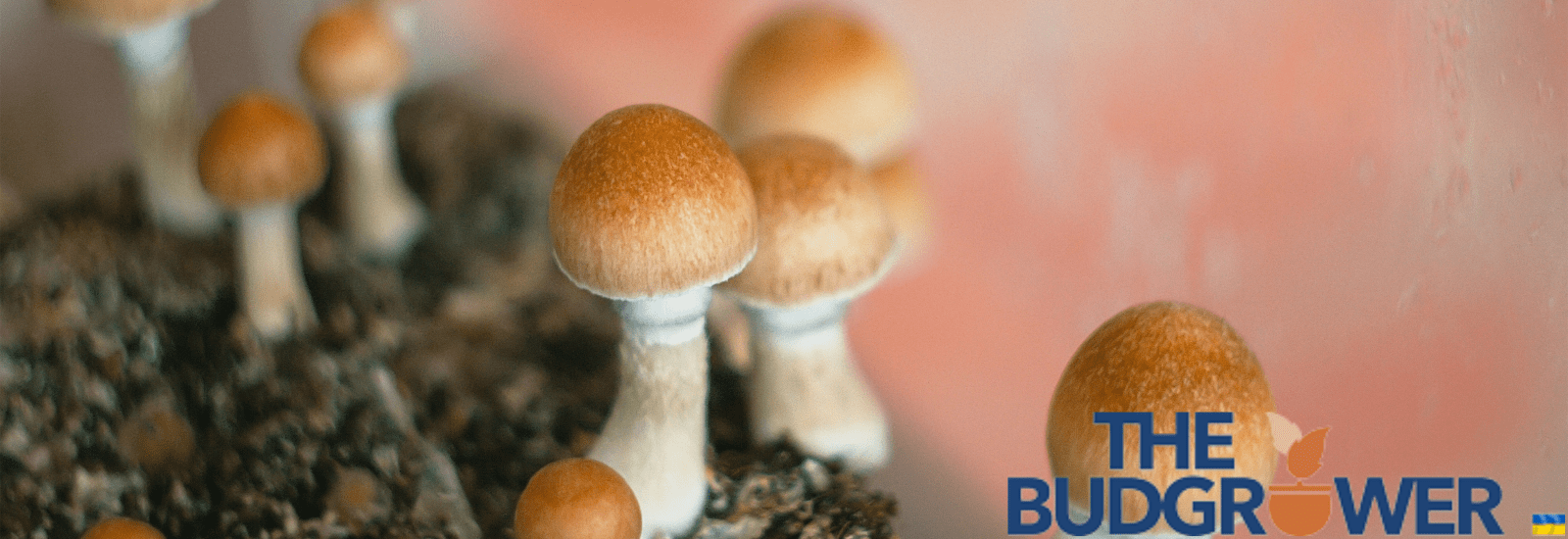 mushroom grow tent setup