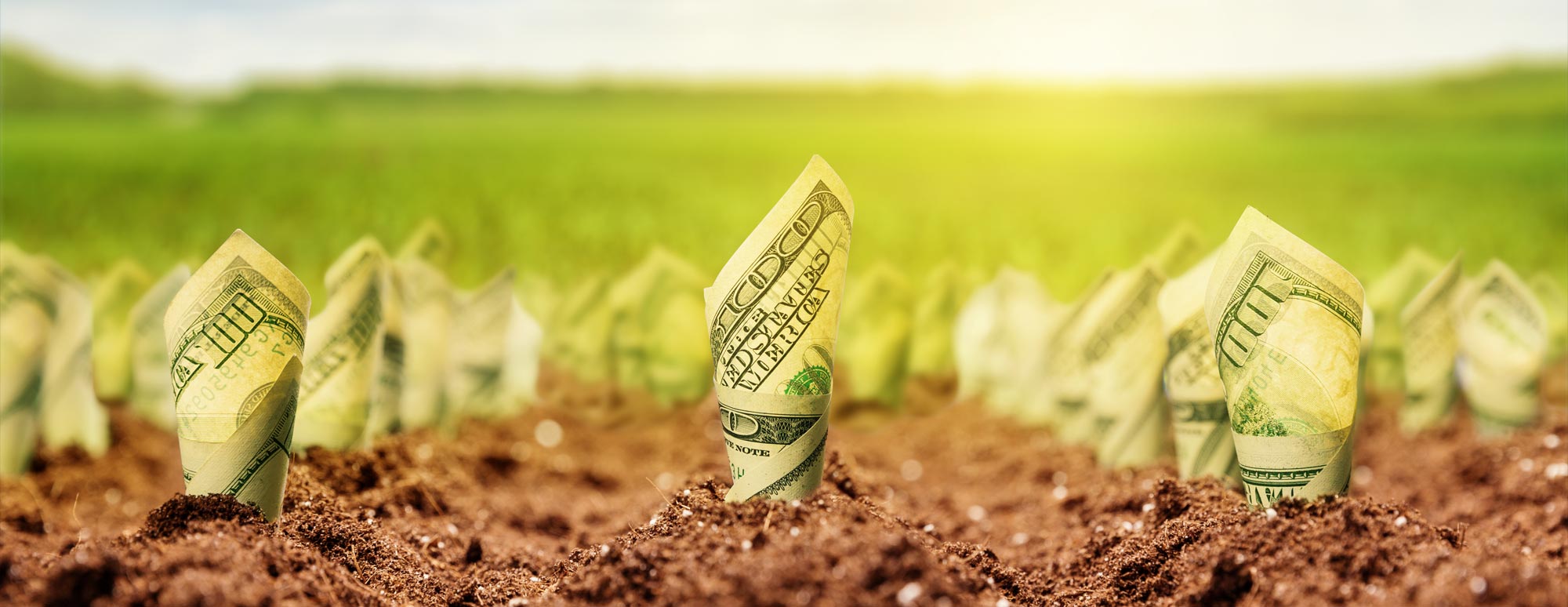 How to Grow Cannabis Successfully Indoors: A Step-by-Step Guide for Beginners