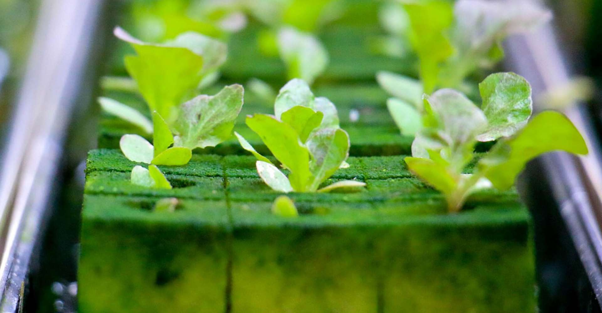 Hydroponic Gardening
