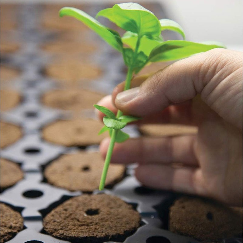 Rapid Rooter Plant Rapid Rooter Plant